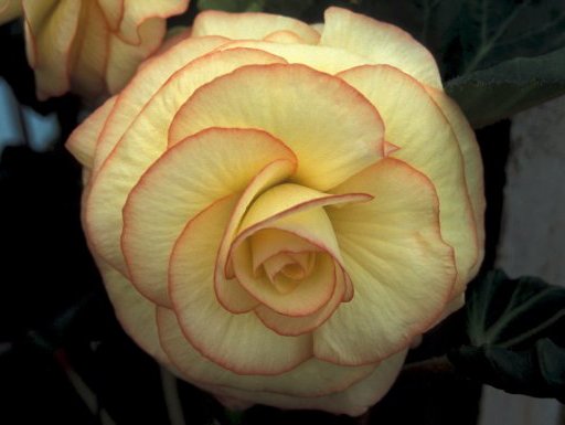 B. ‘Elizabeth Lee’